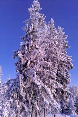 Narty 2019, Białka