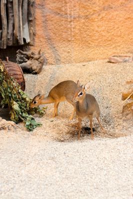 33511984121 e2b1a31de5 o