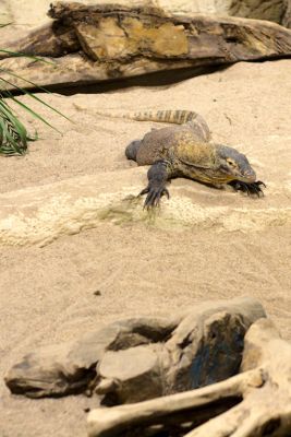 33600614916 dfe27db85d o