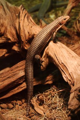 33600617176 36b8e4e810 o