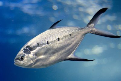 33600636726 3091b9f427 o