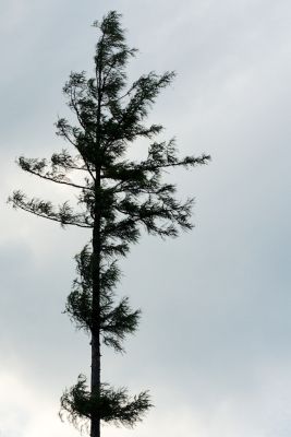 36600290281 809c8d7dcd o