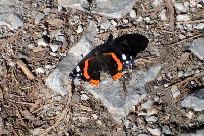 36600390741 489e32bf80 o