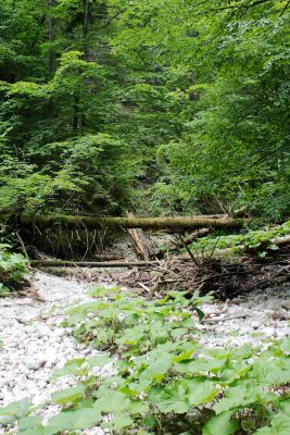 img 8208 36599970591 o