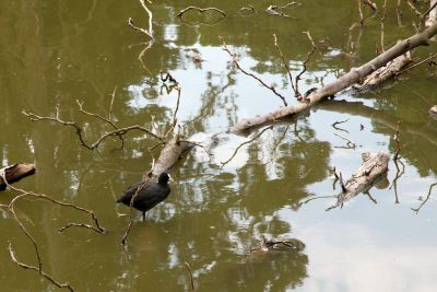 2018 07 13T12 25 00 IMG 1278