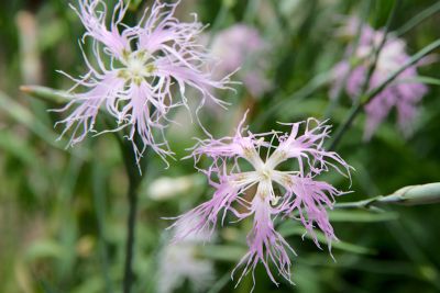 2018 07 13T12 32 18 IMG 1289