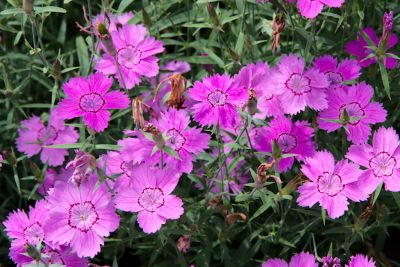 2018 07 13T12 46 24 IMG 1308