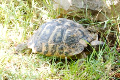 2016 07 22T11 07 44 IMG 6201
