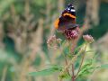 2016 07 25T12 50 50 IMG 6497