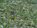 2016 07 25T19 38 47 IMG 6534