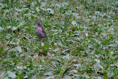 2016 07 25T19 38 47 IMG 6534