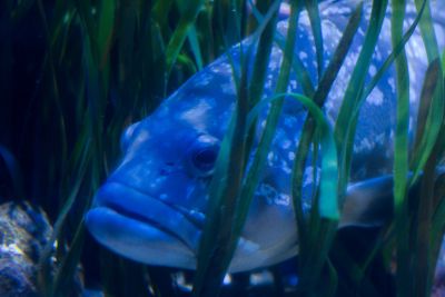 Sea Life (Benalmádena)