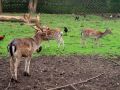 skansen i gospodarstwo agroturystyczne w pstrnej 8812380062 o