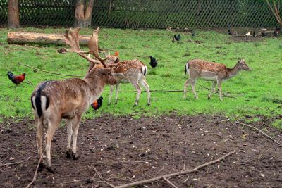 skansen i gospodarstwo agroturystyczne w pstrnej 8812380062 o