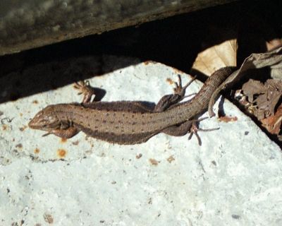 balnica wygrzewajce si jaszczurki 8812138438 o