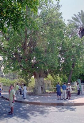 sykomora zacheusza 8811961314 o