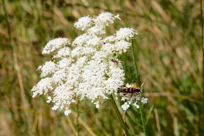 2019 07 13T12 24 58 IMG 8465.CR2