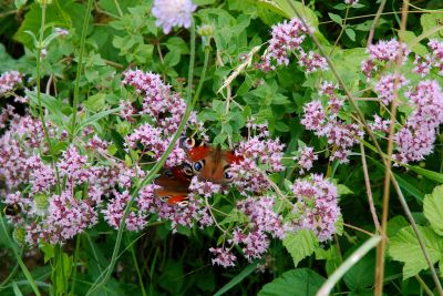 2019 07 13T12 54 58 IMG 8471.CR2