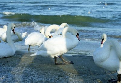 8812650908 aa1ae5c46c o