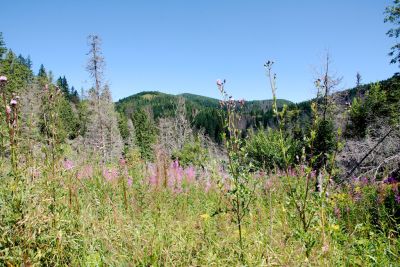 2019 08 11T11 11 16 IMG 8916